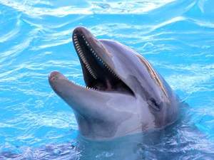 Dolphin4