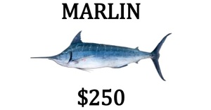 Sponsorship - MARLIN