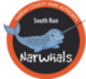 Narwhal