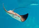 Stingray