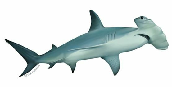 Hammerhead Fun Facts! - West Hillandale Hammerheads
